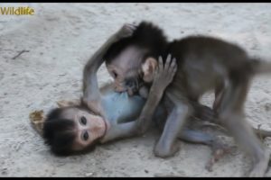 Nice Babies Monkeys, Nice Playing, Moy & Pee