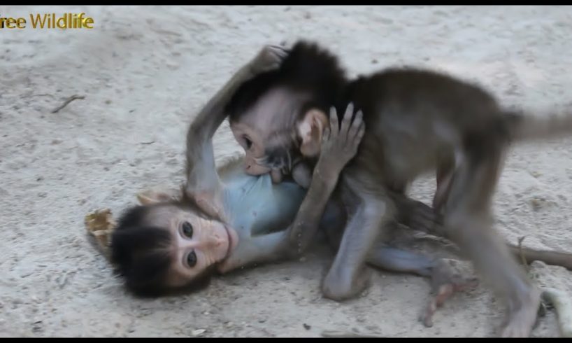Nice Babies Monkeys, Nice Playing, Moy & Pee