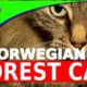 Norwegian Forest Cats - Norsk Skogkatt - Cats 101