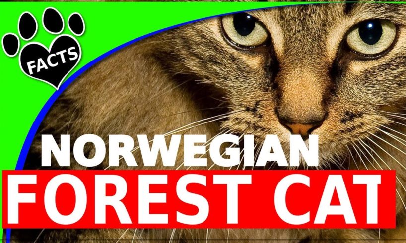 Norwegian Forest Cats - Norsk Skogkatt - Cats 101
