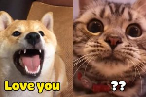 OMG! Cats ? And Dogs ?Can Speak English! - Funny Animals - Pets Paws Video 2020