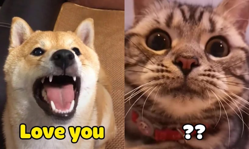 OMG! Cats ? And Dogs ?Can Speak English! - Funny Animals - Pets Paws Video 2020