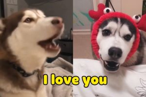 OMG! Husky Can Speak English! - Language Of Cats ? And Dogs ? - Pets Paws Video 2020