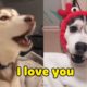 OMG! Husky Can Speak English! - Language Of Cats ? And Dogs ? - Pets Paws Video 2020