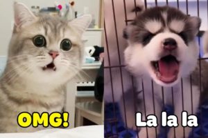 OMG! TOP 100 Dogs ? And Cats ? Can Speak English - Pets Language | Pets Paws