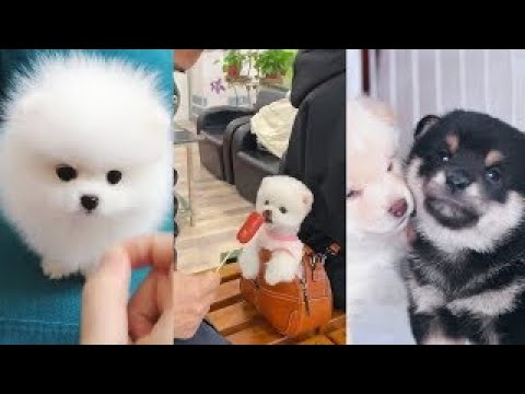 Oddly Satisfying Cute Puppies & Dogs for Relaxing and Happiness