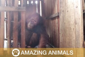 Orangutan Rescued From Chains