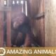 Orangutan Rescued From Chains