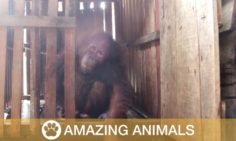 Orangutan Rescued From Chains