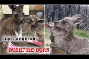 Orphaned Kangaroo Won’t Stop Hugging His Brother Since They Were Rescued from Bushfire Burn