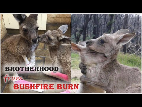 Orphaned Kangaroo Won’t Stop Hugging His Brother Since They Were Rescued from Bushfire Burn