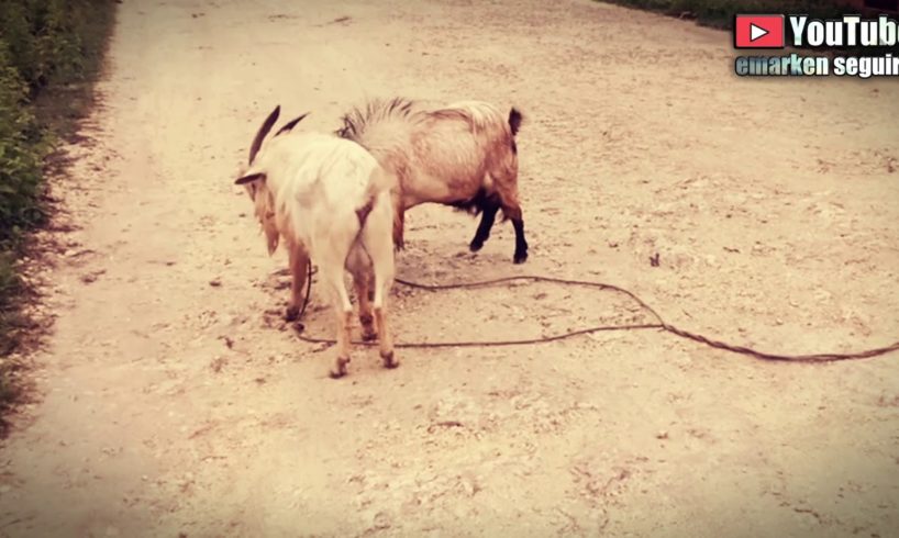 Panglao Bohol Best Animal Fight(actual footage ☺️☺️)