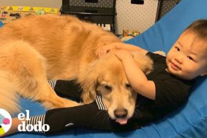 Perrita queda enamorada de su nuevo hermanito | El Dodo