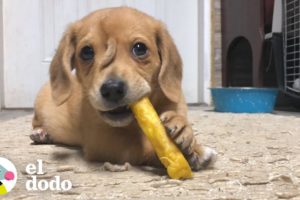 Perrito unicornio tiene una segunda cola en la frente | El Dodo