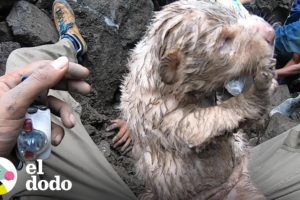 Perritos quedan atascados bajo rocas por 24 horas | El Dodo