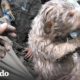 Perritos quedan atascados bajo rocas por 24 horas | El Dodo