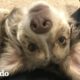 Perro de tres patas se convierte en campeón de trucos | El Dodo