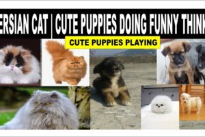 Persian Cat | Cute Puppies Doing Funny Thinks | Cute Puppies Playing