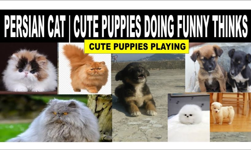 Persian Cat | Cute Puppies Doing Funny Thinks | Cute Puppies Playing