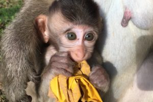 Pets and Animals : Adorable little baby boy monkey playing on the tree | Episode 26