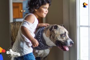 Pit Bull Dog Has Loved His Little Sister Since Before She Was Born - EROS | The Dodo Pittie Nation
