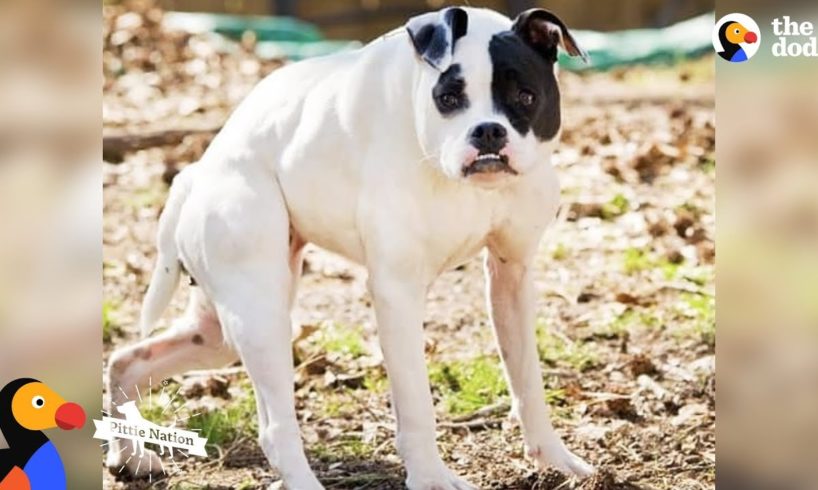 Pit Bull Dog with Short Spine Is Queen Of Her House - CUDA | The Dodo | The Dodo Pittie Nation