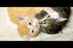 | Playing Cats | Funny Animals | Playing Kittens |