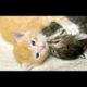 | Playing Cats | Funny Animals | Playing Kittens |