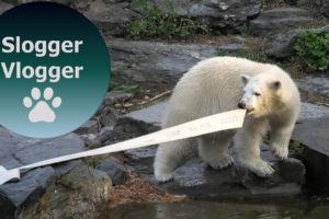 Polar Bear Cub Hertha Loves Playing With The Hose