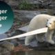 Polar Bear Cub Hertha Loves Playing With The Hose