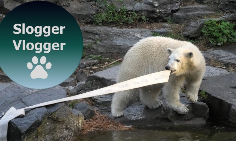 Polar Bear Cub Hertha Loves Playing With The Hose