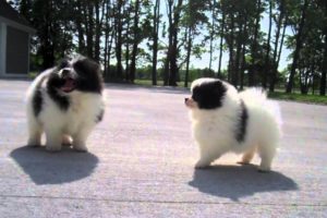 Pomeranians, Papillons & Shih Tzu's!  Cute Puppies!