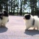 Pomeranians, Papillons & Shih Tzu's!  Cute Puppies!