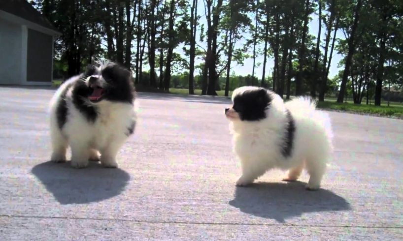 Pomeranians, Papillons & Shih Tzu's!  Cute Puppies!