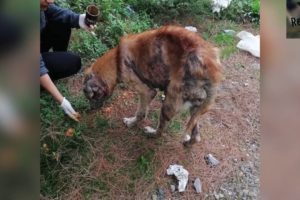 Poor Abandoned Dog Has Been Rescued | Rescue Dogs