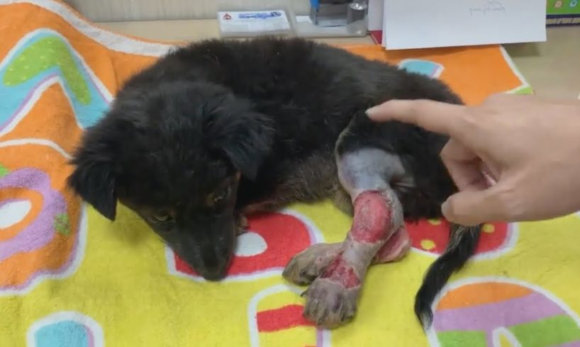 Poor Puppy That Was Run Over By A Car Miraculously Recovered