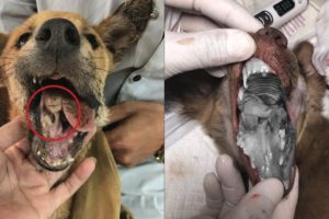 Poor Puppy Was Beaten By Neighbor Gets Rescued