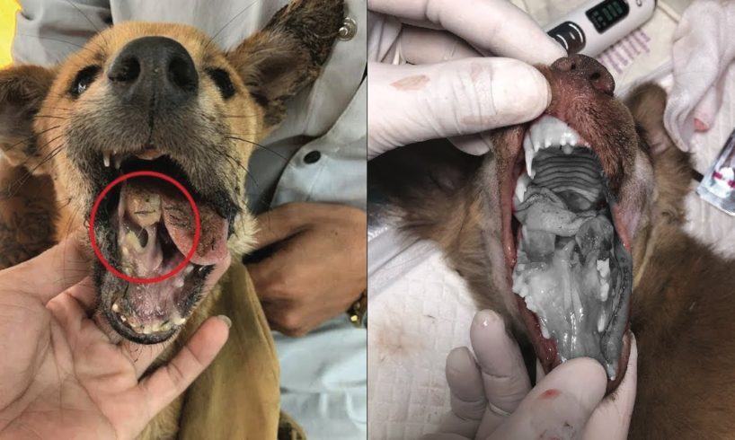 Poor Puppy Was Beaten By Neighbor Gets Rescued