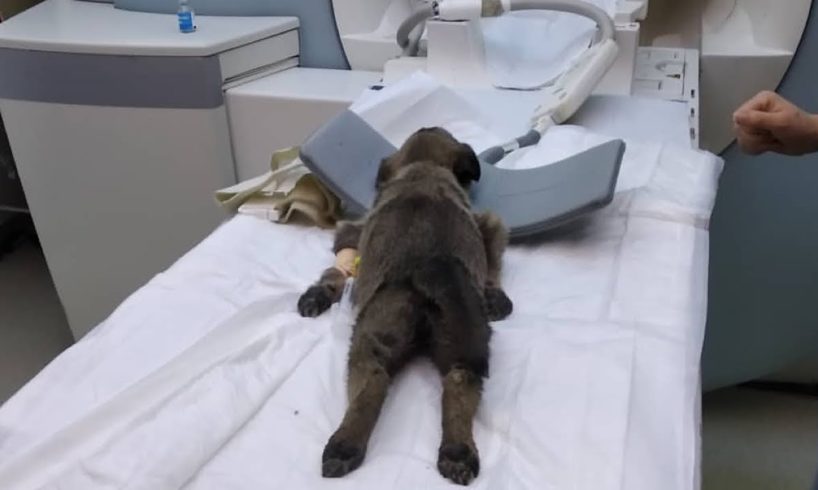 Poor Puppy Whose Relentless Tremor Gets Rescued Just In Time