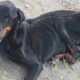 Poor Stray Rottweiler In A Pitiful State Gets Better After Rescued