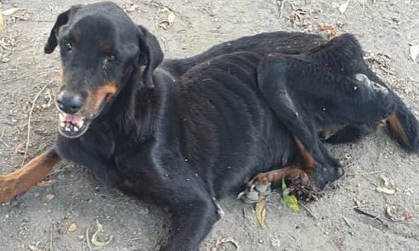 Poor Stray Rottweiler In A Pitiful State Gets Better After Rescued