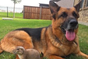 Precious Prairie Dog Befriends German Shepherd