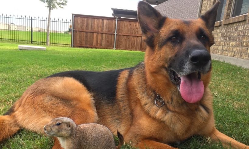 Precious Prairie Dog Befriends German Shepherd