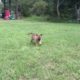Puppies chase! Cute and funny puppy! ?? #3