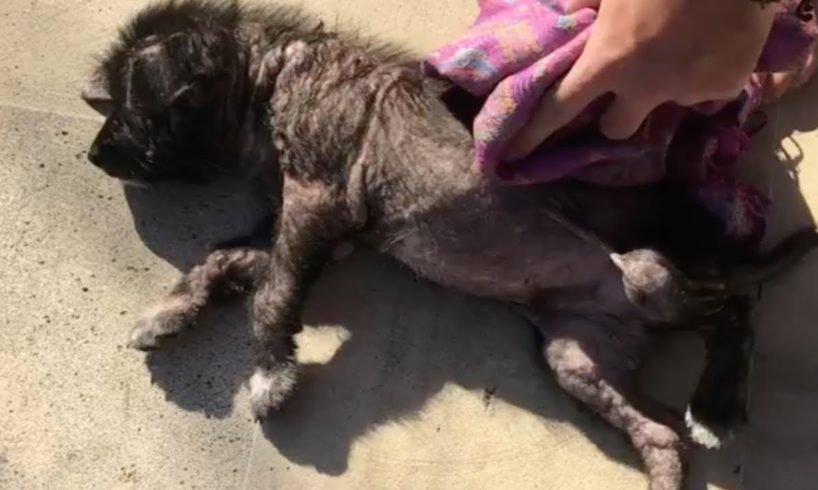 Puppy Abandoned on a Country Road Gets Rescued Just In Time