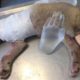 Puppy Attacked By Wild Animals And Lost One Leg Gets Rescued