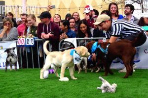 Puppy Bowl - Cutest Puppies So Far! What Small Dogs? All For Charity