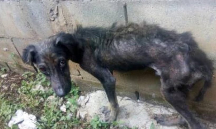 Puppy In Extreme Malnutrition, Severe Skin Problems Gets Rescued