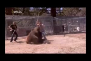 ? Real Animal Fight: Bear vs Human! ?
