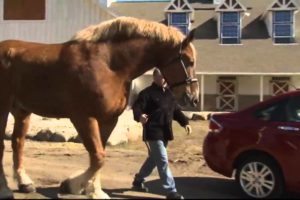 Record breaking animals: Basketball playing parrot and giant horse